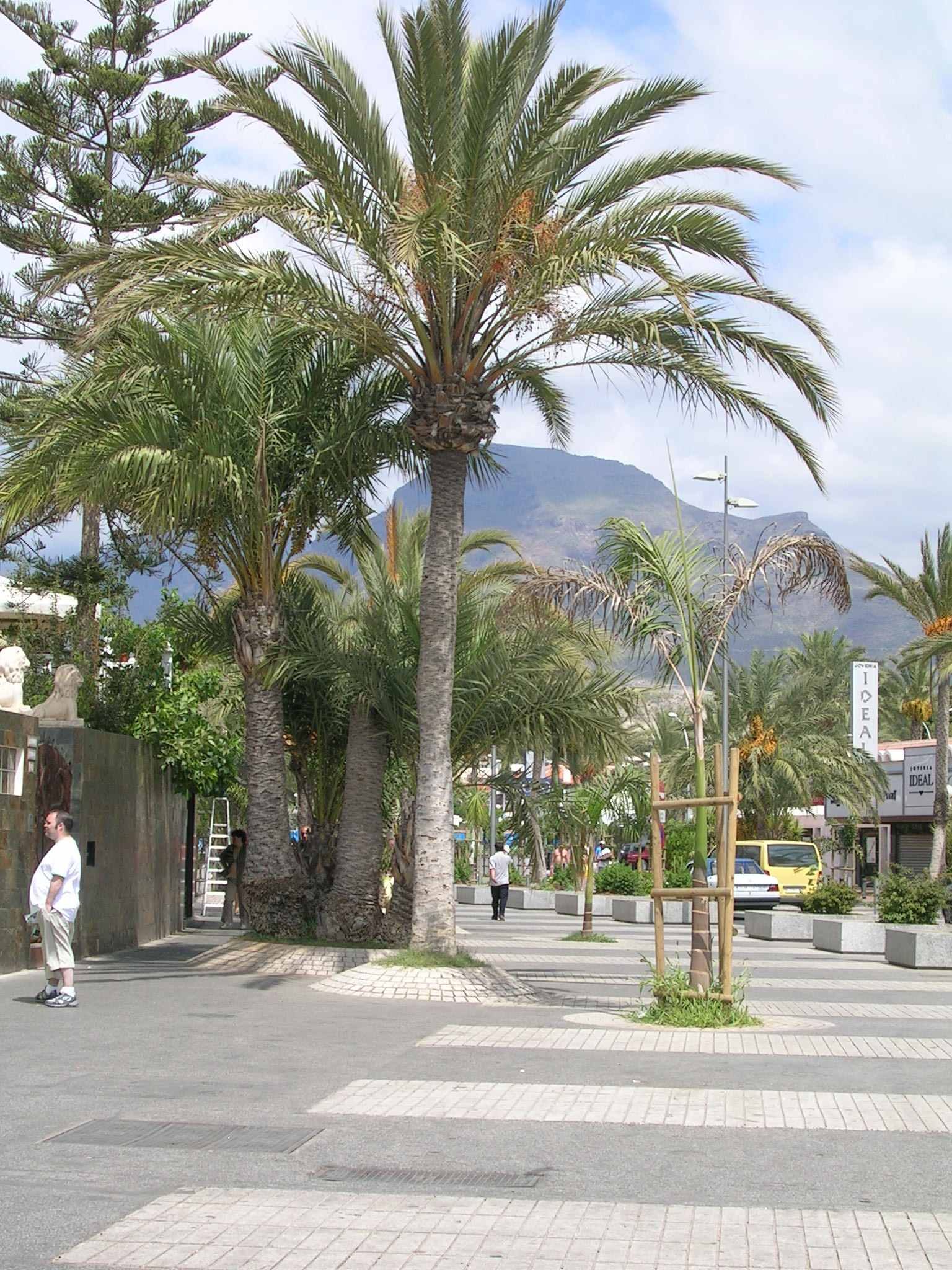 Remodelación de la Avenida Rafael Puig — espacios públicos en Arona y Adeje, Tenerife · VDP Arquitectos