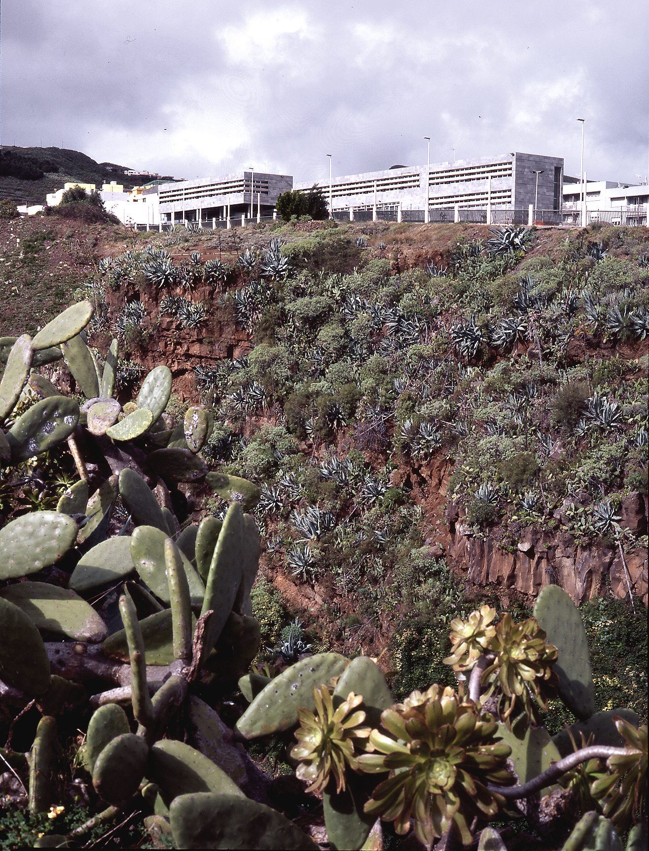 Escuela Oficial de Idiomas — imagen 1, público y cultural en La Verdellada, La Laguna, Tenerife · VDP Arquitectos