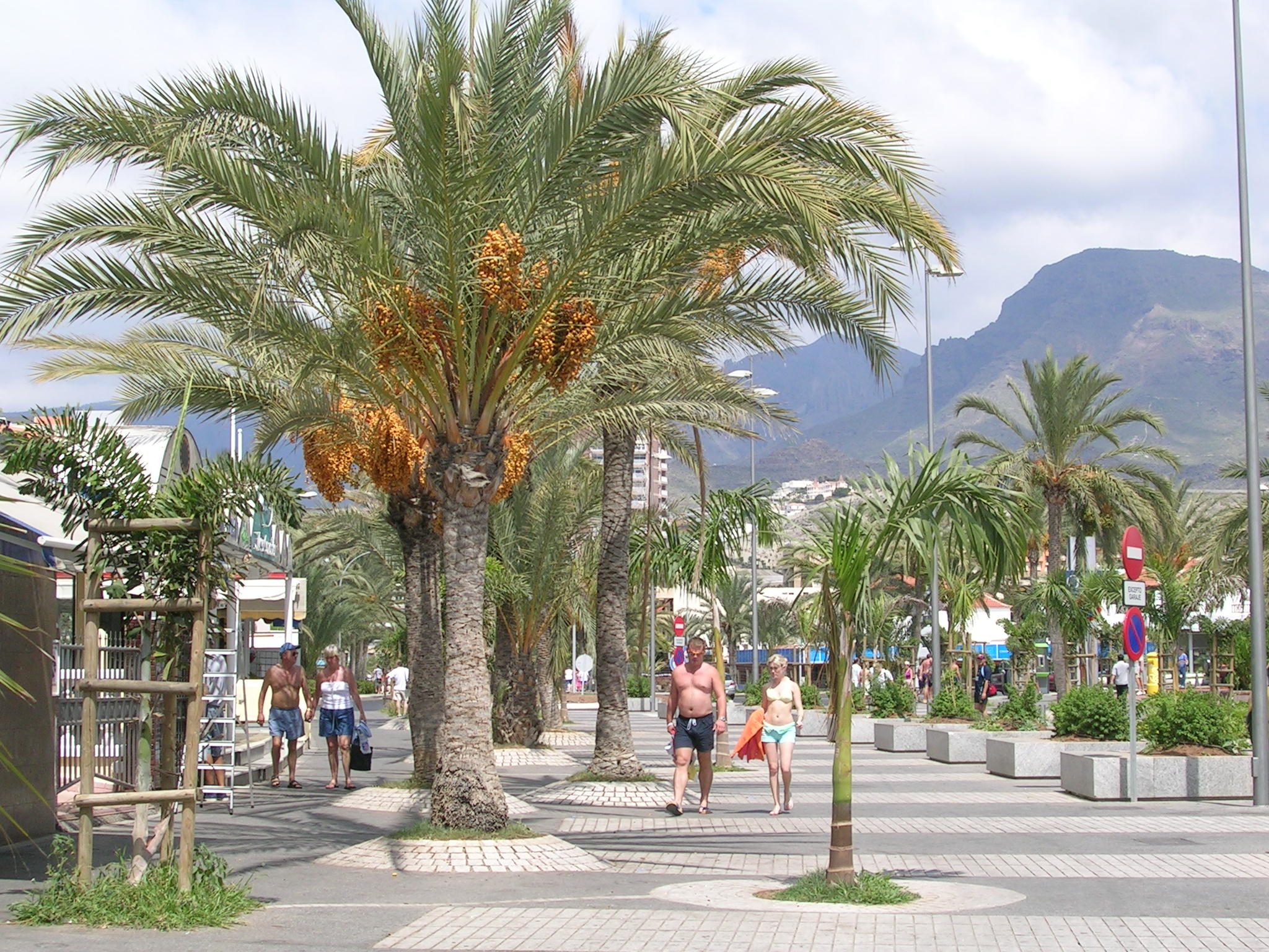 Remodelación de la Avenida Rafael Puig — imagen 2, espacios públicos en Arona y Adeje, Tenerife · VDP Arquitectos